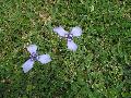 Purple Pleat-Leaf / Alophia drummondii  